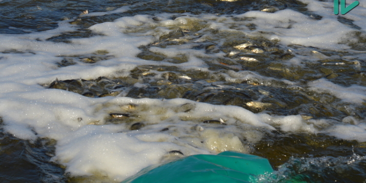 Осень – время зарыбления: в Николаеве в Ингул и Южный Буг выпустили 0,5 млн. экземпляров толстолобика, карпа и белого амура (ФОТО, ВИДЕО)