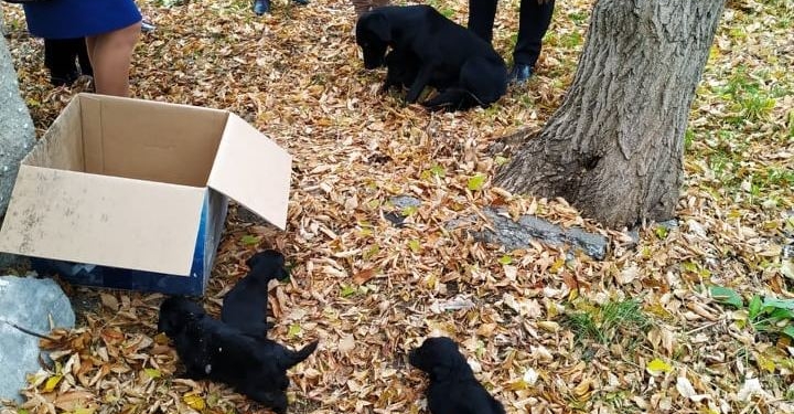 Спасатели Николаевщины сачком достали попавших в западню щенков (ФОТО)