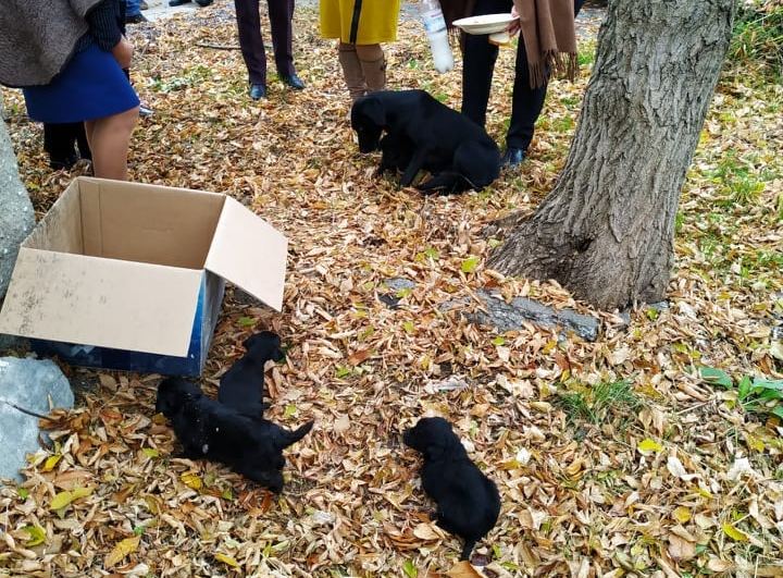 Спасатели Николаевщины сачком достали попавших в западню щенков (ФОТО) 9