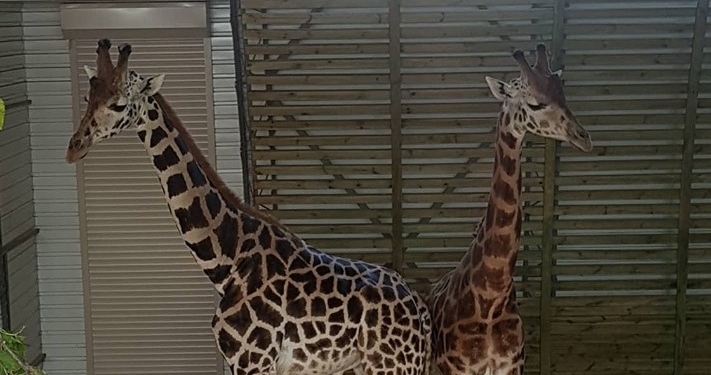 А они разные: в Николаевском зоопарке познакомили новых постояльцев – жирафов Ротшильда (ФОТО)