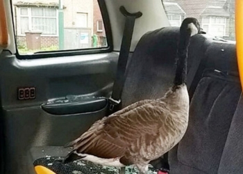 Стекла в такси бьют не только хулиганы, а и гуси. Во всяком случае, в Великобритании (ФОТО)