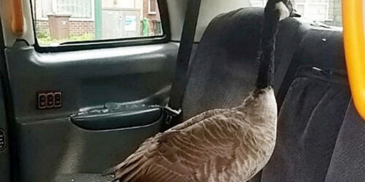 Стекла в такси бьют не только хулиганы, а и гуси. Во всяком случае, в Великобритании (ФОТО)