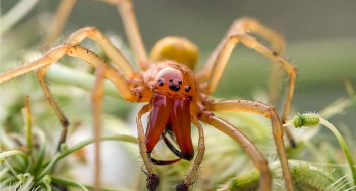 В Херсоне девушку укусил ядовитый паук из Средиземноморья