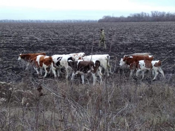 Границу Украины "незаконно пересекли" 12 российских коров - МВД 1