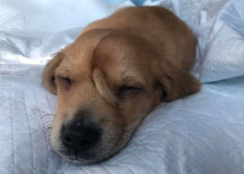 Нарвал. В США у щенка прямо на лбу вырос…второй хвост (ФОТО)