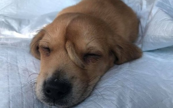 Нарвал. В США у щенка прямо на лбу вырос…второй хвост (ФОТО)