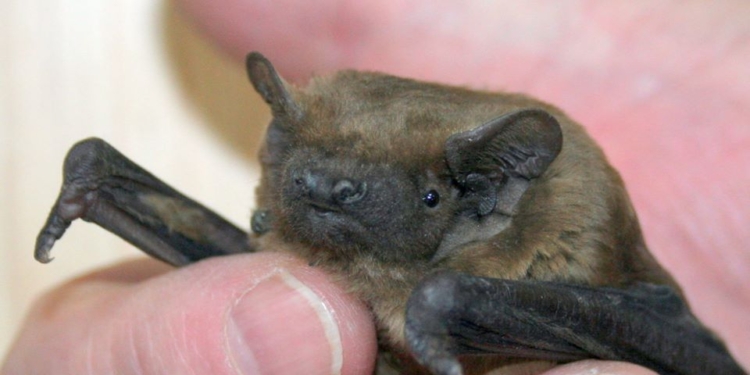 В Николаевский зоопарк принесли 20 летучих мышей – тут им помогут перезимовать (ФОТО)