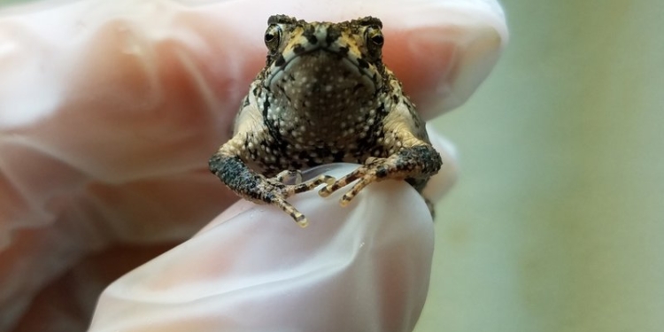 Чтобы спасти от вымирания: ученые лают на хохлатых жаб и устраивают им тропический дождь