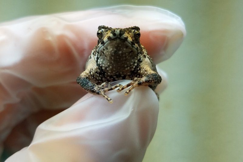 Чтобы спасти от вымирания: ученые лают на хохлатых жаб и устраивают им тропический дождь
