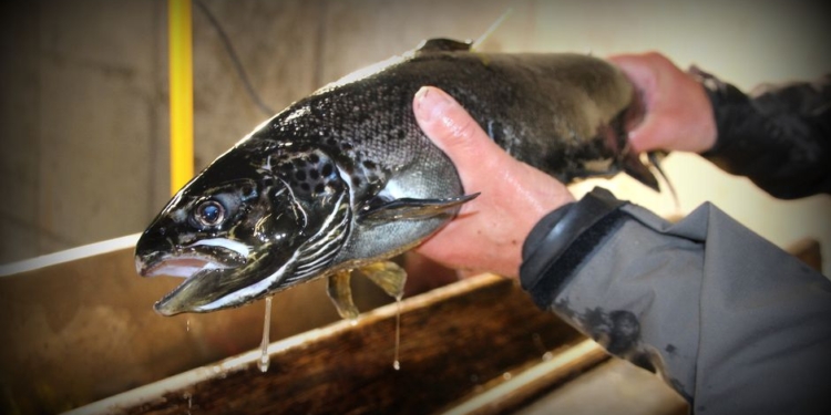 В Финляндии браконьер заплатит 7,5 тысяч евро за одну рыбу