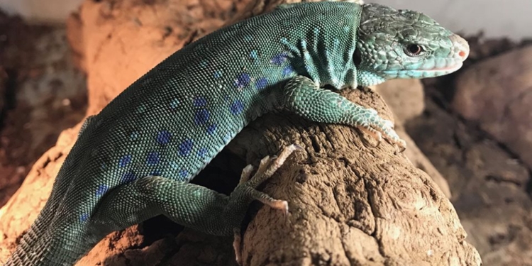 Впервые в Николаевском зоопарке в коллекции акватеррариума появился новый вид ящерицы (ФОТО)