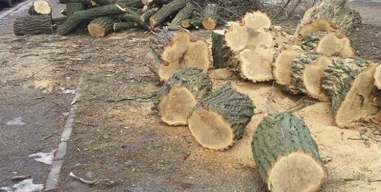 На Николаевщине «черный лесоруб» заплатит штраф почти в 4 раза меньший, чем ущерб от незаконной порубки 49 акаций