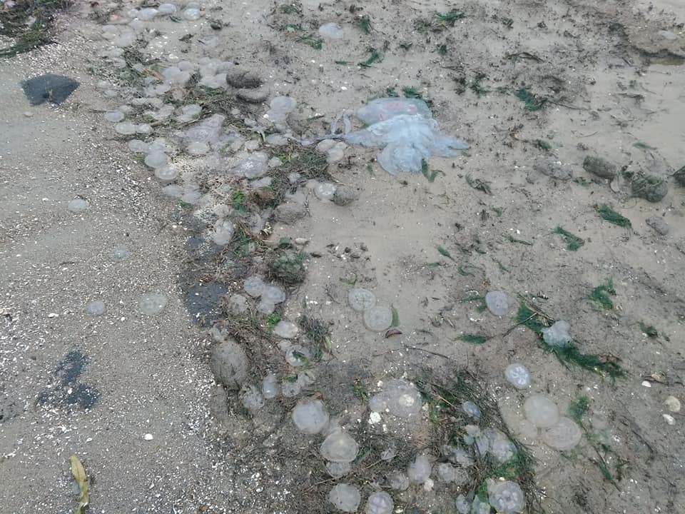В селе под Николаевом берег усыпан тысячами медуз (ФОТО, ВИДЕО) 3