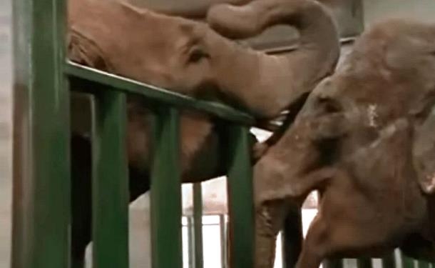 Трогательная встреча двух слоних, которые не виделись 22 года (ВИДЕО)