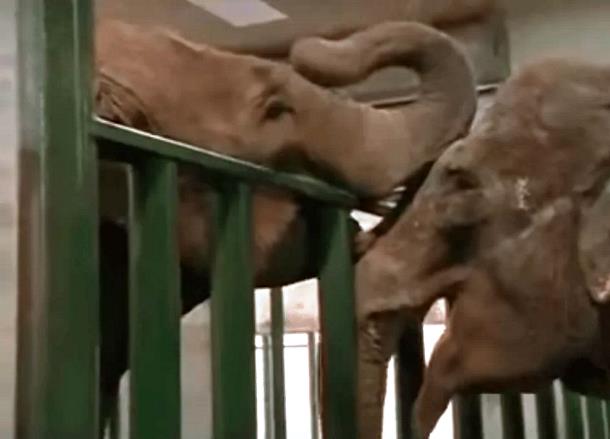 Трогательная встреча двух слоних, которые не виделись 22 года (ВИДЕО)