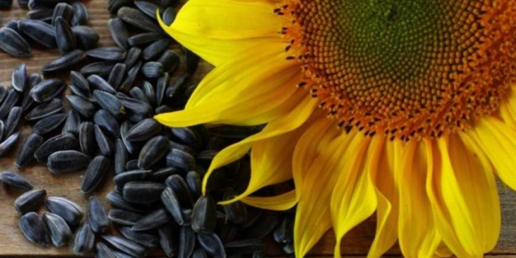 За деньги ЕБРР в Украине построят четыре завода по переработке лузги подсолнечника в электроэнергию