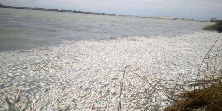 В районе Херсонского порта массово гибнет рыба (ФОТО)