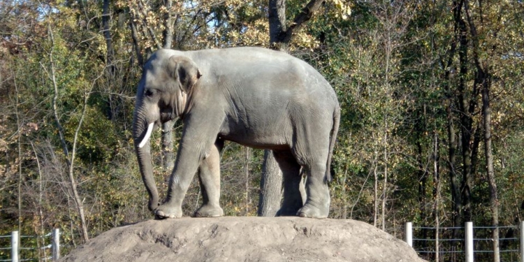 Два слона уже едут в Николаевский зоопарк! (ФОТО)