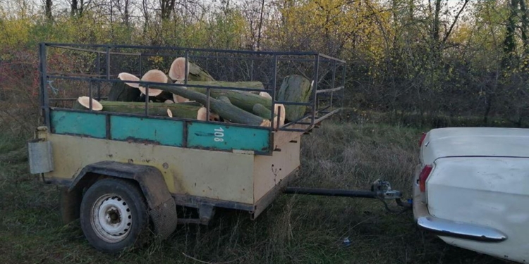 Под Николаевом патрульные задержали трех мужчин, которые спилили около десяти деревьев (ФОТО)