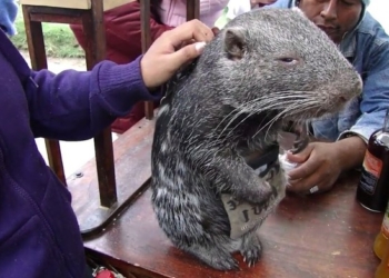 Гигантская крыса весом 15 кг – это не мутант из подземелий метро, а обаятельная пакарана (ВИДЕО)