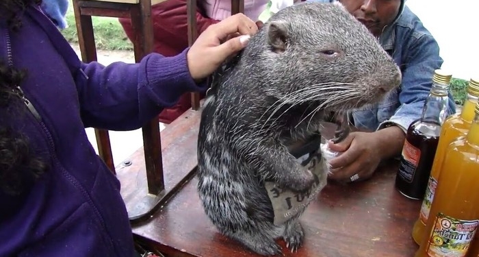Гигантская крыса весом 15 кг – это не мутант из подземелий метро, а обаятельная пакарана (ВИДЕО)
