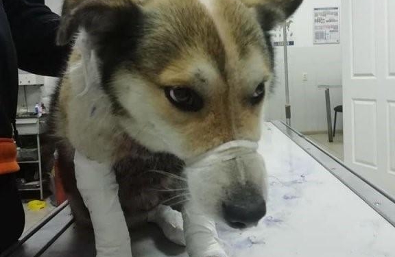 Озверели. Чиновник из Хмельницкого привязал собаку к машине и протащил 1,5 километра (ВИДЕО)