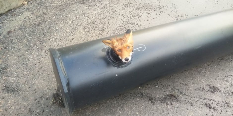 Как на стройплощадке в Финляндии лису из трубы доставали (ФОТО, ВИДЕО)