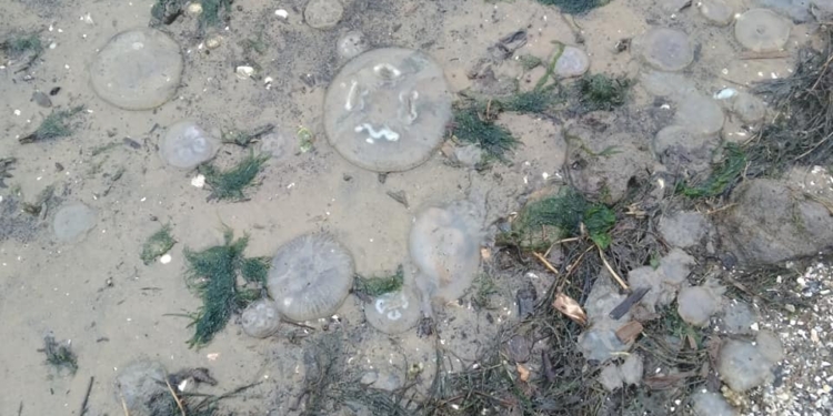 В селе под Николаевом берег усыпан тысячами медуз (ФОТО, ВИДЕО)