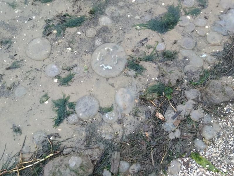 В селе под Николаевом берег усыпан тысячами медуз (ФОТО, ВИДЕО)