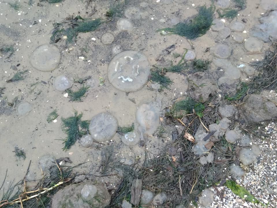 В селе под Николаевом берег усыпан тысячами медуз (ФОТО, ВИДЕО) 5