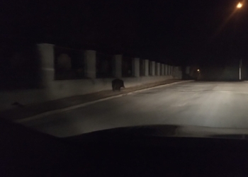 В Черновцах дикого кабана, сутки гулявшего по центру города, удалось поймать только на территории церкви (ФОТО, ВИДЕО)