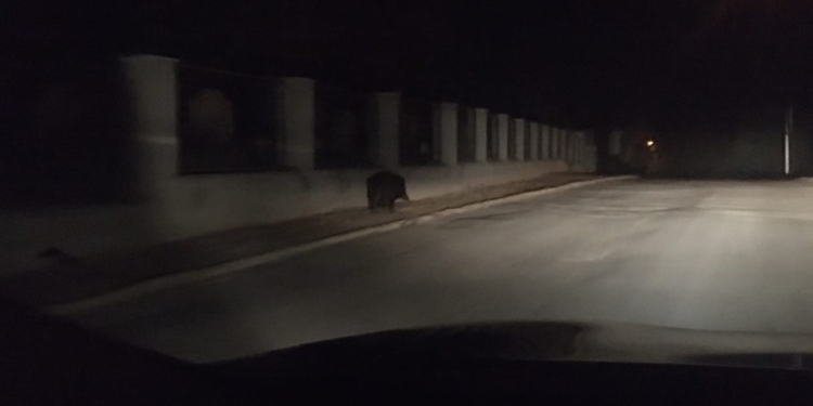 В Черновцах дикого кабана, сутки гулявшего по центру города, удалось поймать только на территории церкви (ФОТО, ВИДЕО)