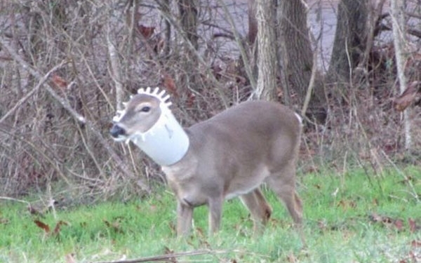 Оленя пришлось избавлять от необычного «украшения» – он нацепил на себя кормушку для кур (ФОТО)