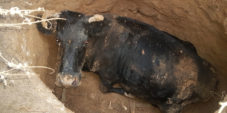Полдня под землей. Николаевские спасатели вытащили корову (ФОТО)