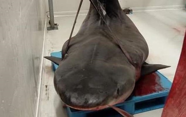 Во Франции в желудке акулы нашли руку туриста 1