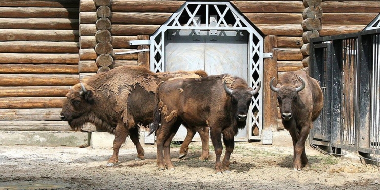 Николаевский зоопарк отправил в Тбилиси Мустанга (ФОТО)