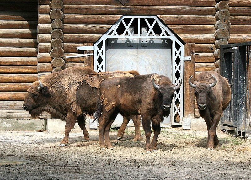 Николаевский зоопарк отправил в Тбилиси Мустанга (ФОТО)