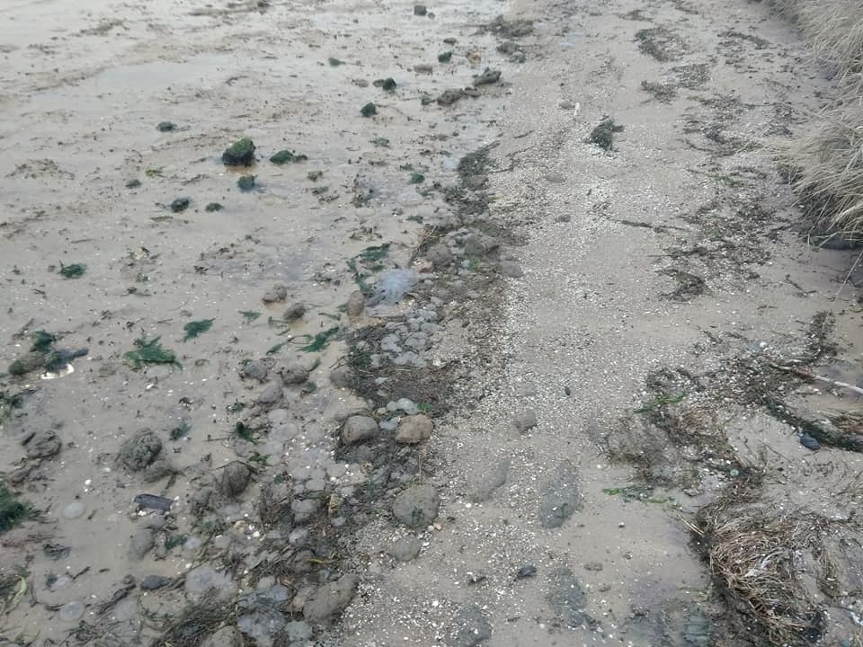 В селе под Николаевом берег усыпан тысячами медуз (ФОТО, ВИДЕО) 7