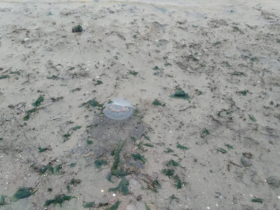 В селе под Николаевом берег усыпан тысячами медуз (ФОТО, ВИДЕО) 1