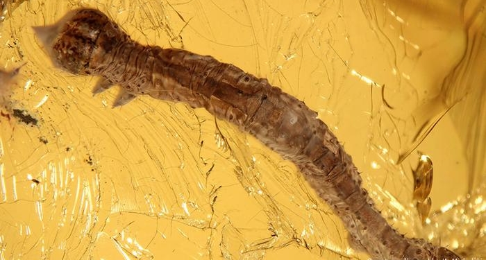 Невероятно: этой гусенице – 44 миллиона лет (ФОТО)