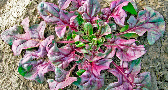 Ученые вывели первый в мире сорт красного шпината