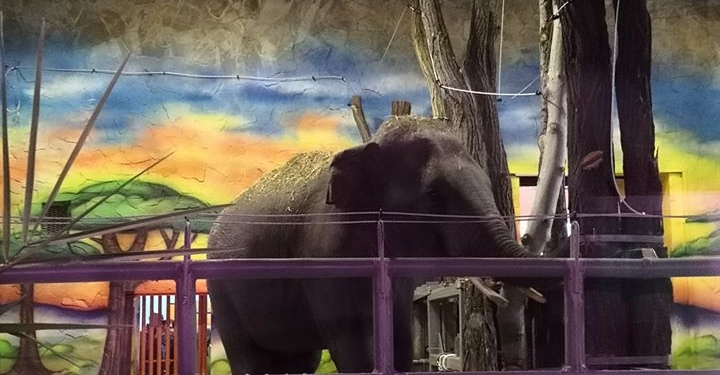 В зоопарк Николаева привезли слонов (ФОТО)