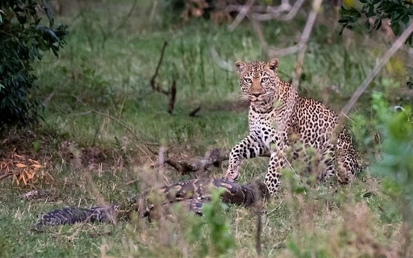 Борітеся – поборете. Ягуар не захотел быть жертвой и победил атаковавшего его питона (ФОТО, ВИДЕО)