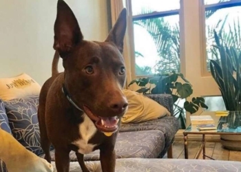 Логопед из Америки научила собаку «произносить» 29 слов (ВИДЕО)