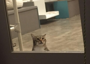 В приюте Техаса кота заперли в «одиночной камере» за то, что он выпускал других кошек на волю (ФОТО, ВИДЕО)