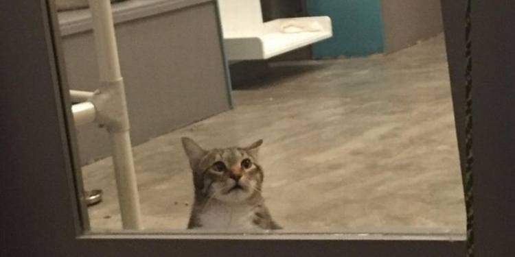 В приюте Техаса кота заперли в «одиночной камере» за то, что он выпускал других кошек на волю (ФОТО, ВИДЕО)