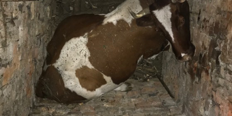 Люди, следите за скотиной. Снова николаевские спасатели спасали корову (ФОТО)