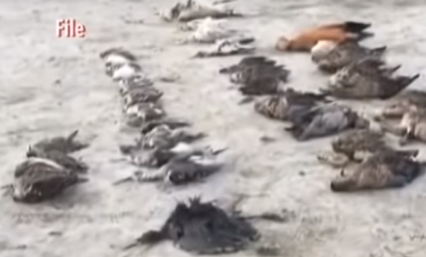 Тысячи мертвых птиц усеяли побережье индийского озера (ВИДЕО)