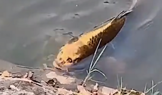 Жуткое зрелище: в Китае засняли рыбу «с человеческим лицом» (ВИДЕО)