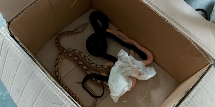 Львовские таможенники конфисковали холодильник с 13 живыми питонами (ВИДЕО)